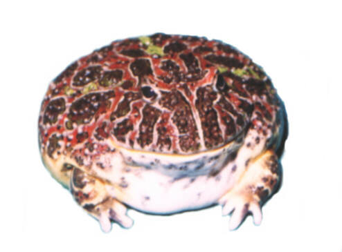 C Ornata